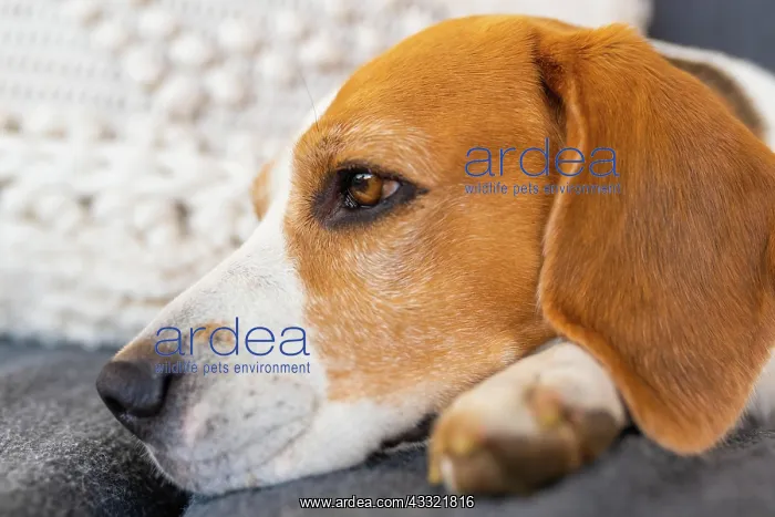 : Adult male beagle dog resting in garden furniture : Adult male beagle dog resting in garden furniture