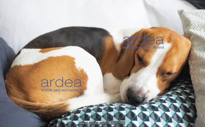: Adult male beagle dog sleeping on his pillow. Canine theme : Adult male beagle dog sleeping on his pillow. Canine theme