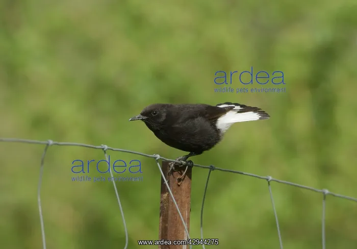: Adult male Black Wheatear : Adult male Black Wheatear