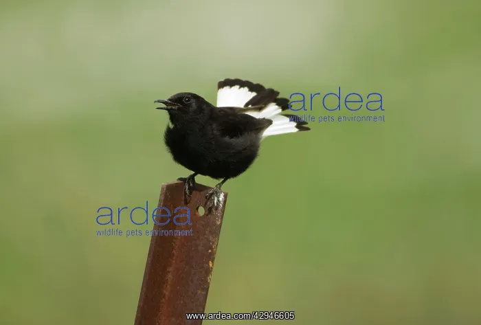 : Adult Male Black Wheatear : Adult Male Black Wheatear