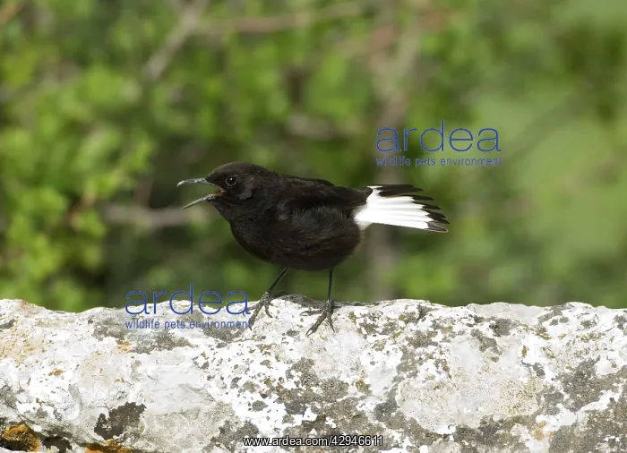 : Adult Male Black Wheatear : Adult Male Black Wheatear