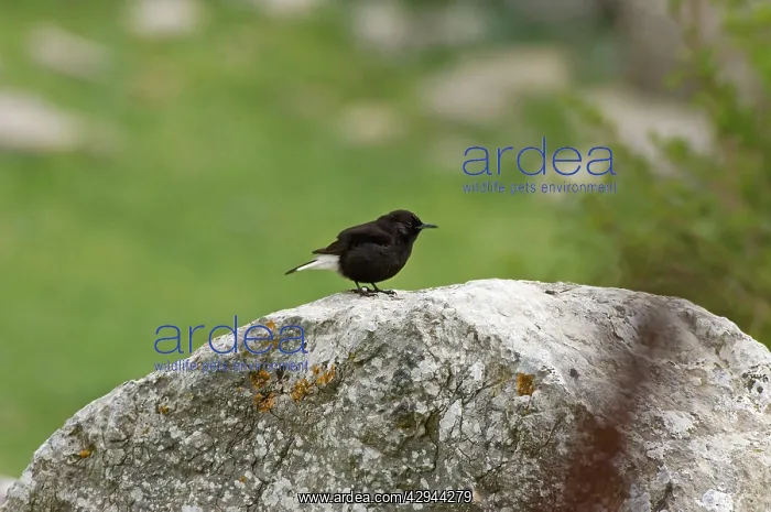 : Adult Male Black Wheatear - On rock : Adult Male Black Wheatear - On rock