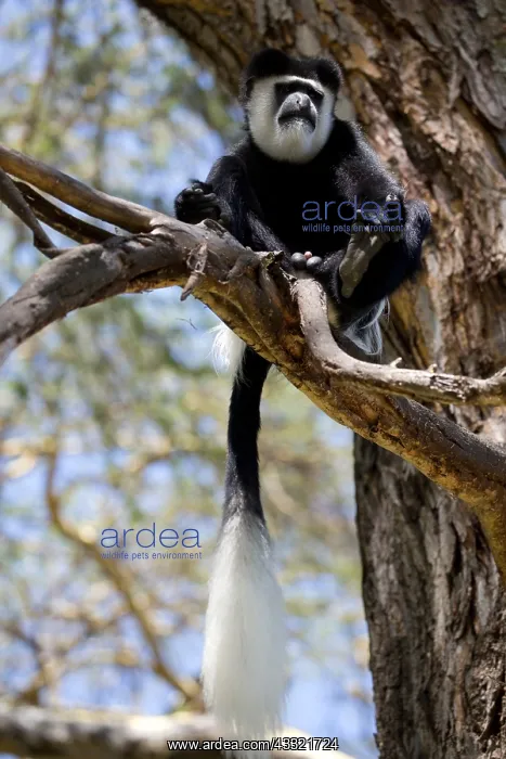 : Adult male Black and White Colobus monkey, Colobus : Adult male Black and White Colobus monkey, Colobus