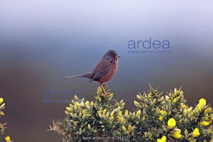  : Adult male Dartford Warbler