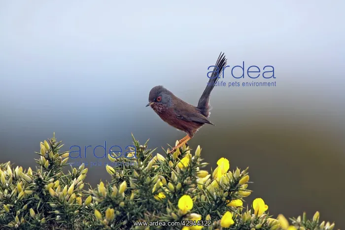 : Adult male Dartford Warbler : Adult male Dartford Warbler