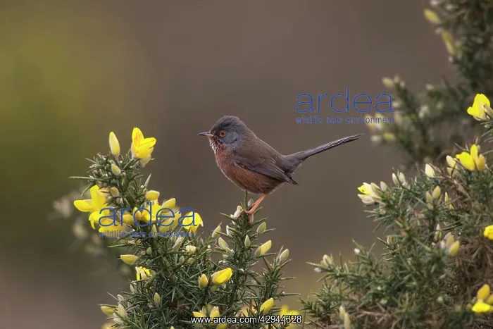 : Adult male Dartford Warbler : Adult male Dartford Warbler