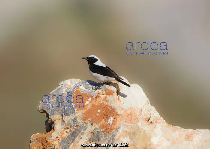 : Adult male Eastern Black-eared Wheatear : Adult male Eastern Black-eared Wheatear