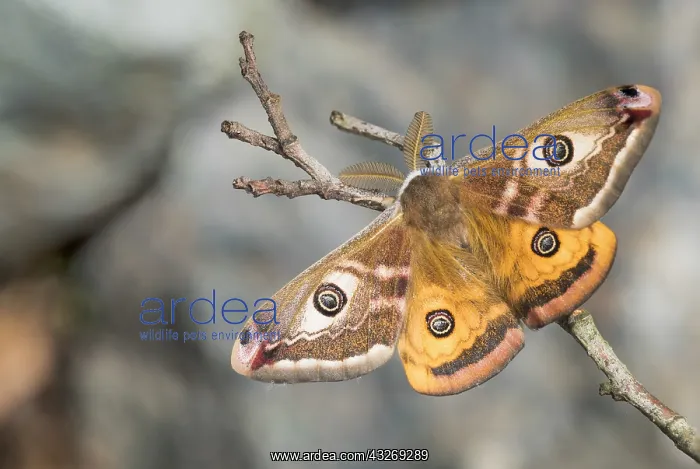: Adult male of Emperor moth (Saturnia pavoniella) : Adult male of Emperor moth (Saturnia pavoniella)