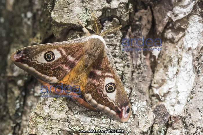 : Adult male of Emperor moth (Saturnia pavoniella) : Adult male of Emperor moth (Saturnia pavoniella)