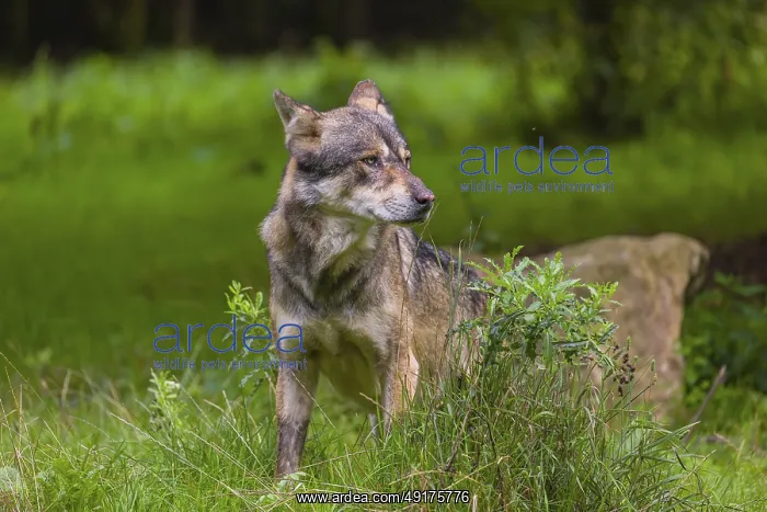 : An adult male eurasian gray wolf (Canis lupus lupus) stands at the edge of the forest and watches something : An adult male eurasian gray wolf (Canis lupus lupus) stands at the edge of the forest and watches something