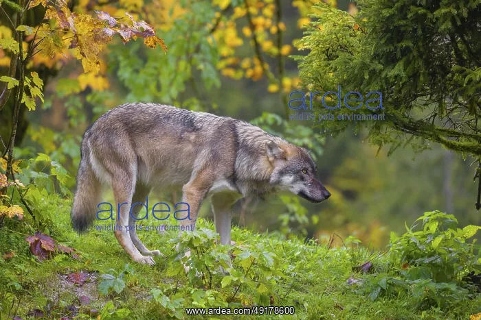 : An adult male eurasian gray wolf (Canis lupus lupus) stands on hilly terrain on a green meadow : An adult male eurasian gray wolf (Canis lupus lupus) stands on hilly terrain on a green meadow