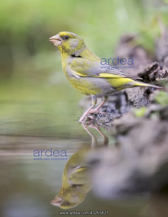 : Adult male European Greenfinch (Chloris chloris : Adult male European Greenfinch (Chloris chloris