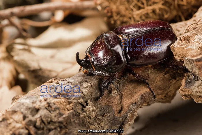 : Adult male of European rhinoceros beetle (Oryctes : Adult male of European rhinoceros beetle (Oryctes