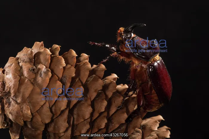 : Adult male of European rhinoceros beetle (Oryctes : Adult male of European rhinoceros beetle (Oryctes