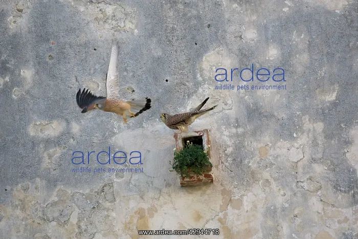 : Adult male and female Lesser Kestrel at nest site : Adult male and female Lesser Kestrel at nest site