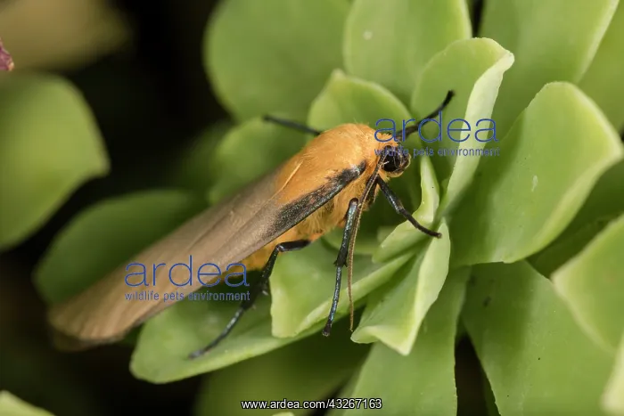 : Adult male of four-spotted footman (Lithosia quadra) : Adult male of four-spotted footman (Lithosia quadra)