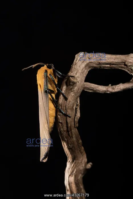 : Adult male of four-spotted footman (Lithosia quadra) : Adult male of four-spotted footman (Lithosia quadra)