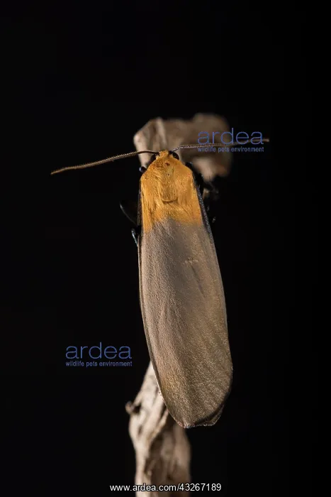 : Adult male of four-spotted footman (Lithosia quadra) : Adult male of four-spotted footman (Lithosia quadra)