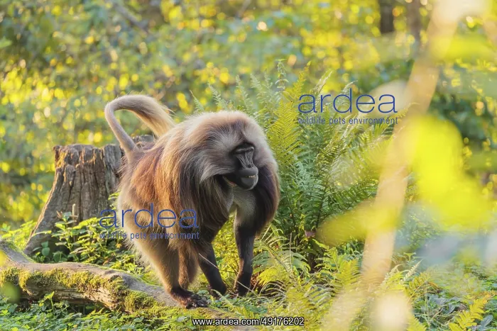 : An adult male gelada (Theropithecus gelada) : An adult male gelada (Theropithecus gelada)