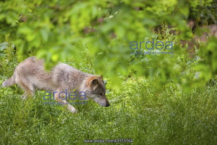 : An adult male gray wolf (Canis lupus lupus) runs across a green meadow in hilly terrain : An adult male gray wolf (Canis lupus lupus) runs across a green meadow in hilly terrain