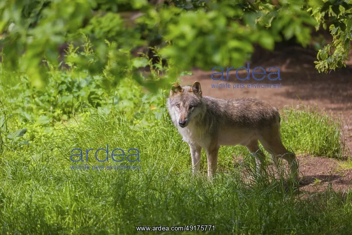 : An adult male gray wolf (Canis lupus lupus) runs across a green meadow in hilly terrain : An adult male gray wolf (Canis lupus lupus) runs across a green meadow in hilly terrain