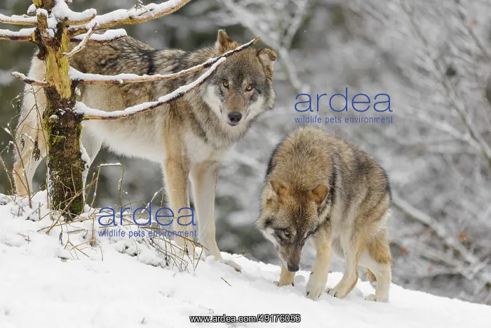 : An adult male grey wolves (Canis lupus lupus) and a young one stand behind a dead tree on a snow-covered hill on a cold : An adult male grey wolves (Canis lupus lupus) and a young one stand behind a dead tree on a snow-covered hill on a cold