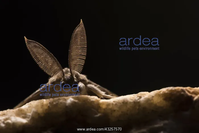 : Adult male of Gypsy moth (Lymantria dispar) resting : Adult male of Gypsy moth (Lymantria dispar) resting
