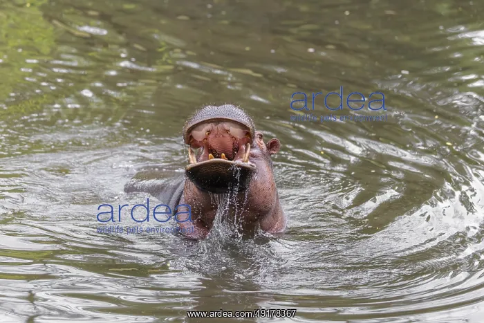 : An adult male hippopotamus (Hippopotamus amphibius) shows aggression and defends its territory : An adult male hippopotamus (Hippopotamus amphibius) shows aggression and defends its territory