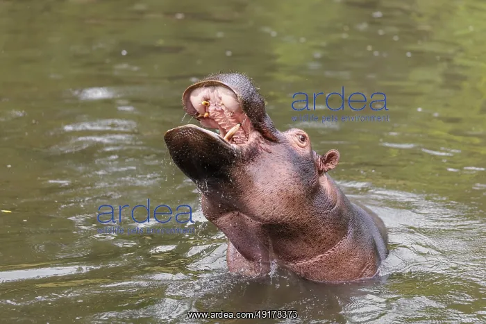 : An adult male hippopotamus (Hippopotamus amphibius) shows aggression and defends its territory : An adult male hippopotamus (Hippopotamus amphibius) shows aggression and defends its territory
