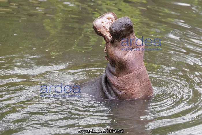 : An adult male hippopotamus (Hippopotamus amphibius) shows aggression and defends its territory : An adult male hippopotamus (Hippopotamus amphibius) shows aggression and defends its territory