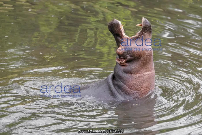 : An adult male hippopotamus (Hippopotamus amphibius) shows aggression and defends its territory : An adult male hippopotamus (Hippopotamus amphibius) shows aggression and defends its territory