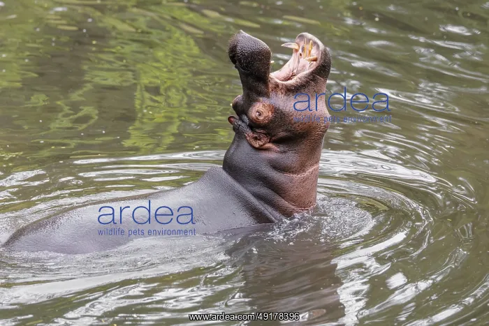 : An adult male hippopotamus (Hippopotamus amphibius) shows aggression and defends its territory : An adult male hippopotamus (Hippopotamus amphibius) shows aggression and defends its territory