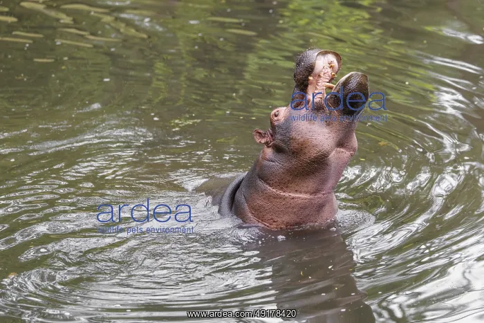 : An adult male hippopotamus (Hippopotamus amphibius) shows aggression and defends its territory : An adult male hippopotamus (Hippopotamus amphibius) shows aggression and defends its territory