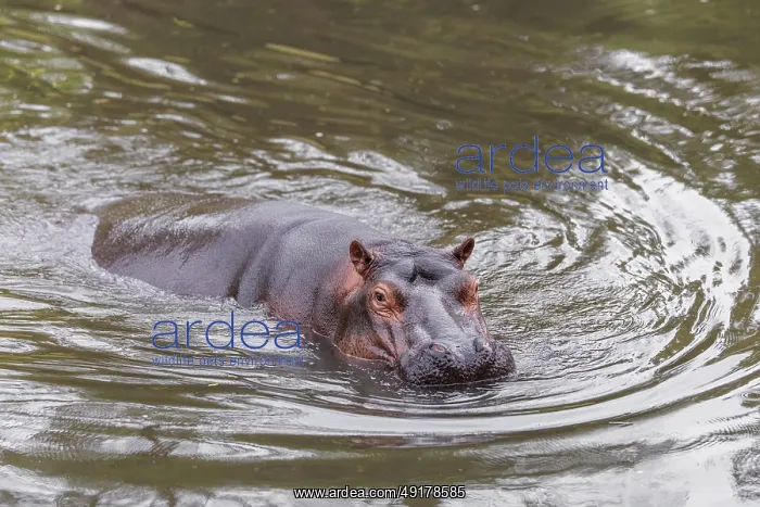 : An adult male hippopotamus (Hippopotamus amphibius) shows aggression and defends its territory : An adult male hippopotamus (Hippopotamus amphibius) shows aggression and defends its territory