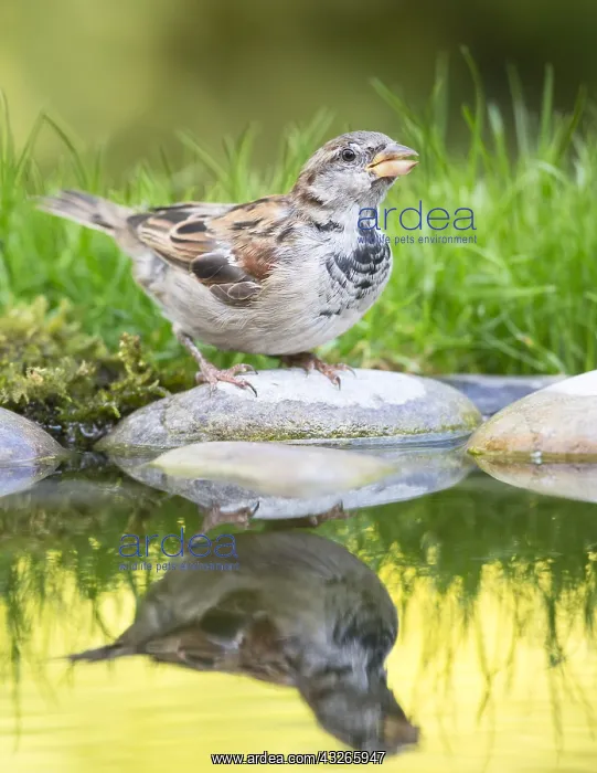 : Adult male House Sparrow (Passer domesticus) at : Adult male House Sparrow (Passer domesticus) at