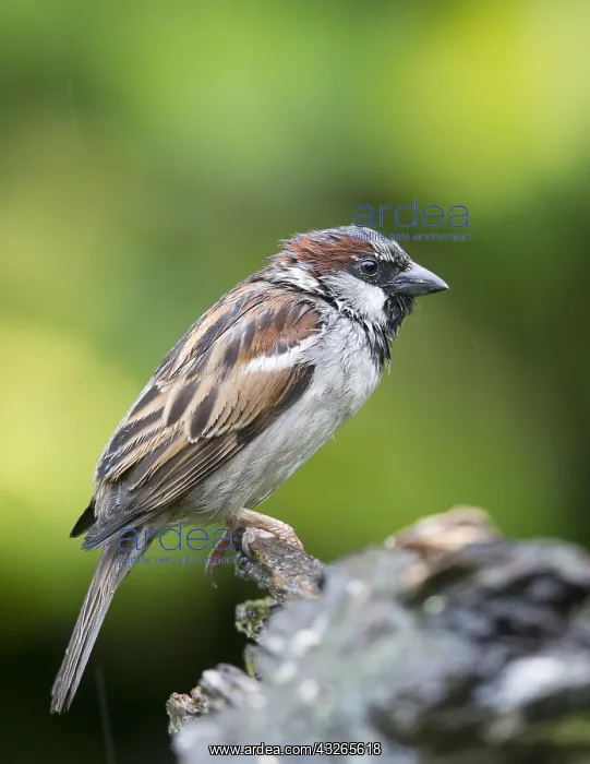 : Adult male House Sparrow (Passer domesticus) pe : Adult male House Sparrow (Passer domesticus) pe