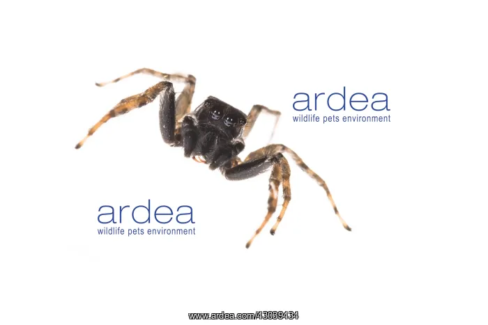: Adult male of jumping spider (Menemerus semilimbatus) : Adult male of jumping spider (Menemerus semilimbatus)