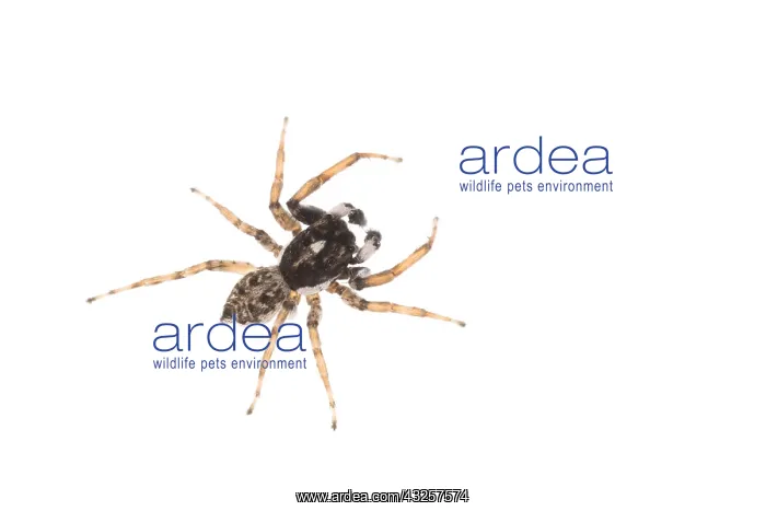 : Adult male of jumping spider (Menemerus semilimbatus) : Adult male of jumping spider (Menemerus semilimbatus)
