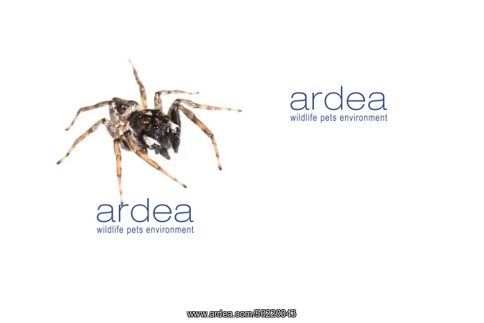 : Adult male of a jumping spider (Menemerus semilimbatus) against a white background, Liguria, Italy : Adult male of a jumping spider (Menemerus semilimbatus) against a white background, Liguria, Italy