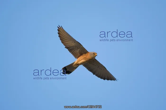 : Adult male Lesser Kestrel In flight : Adult male Lesser Kestrel In flight