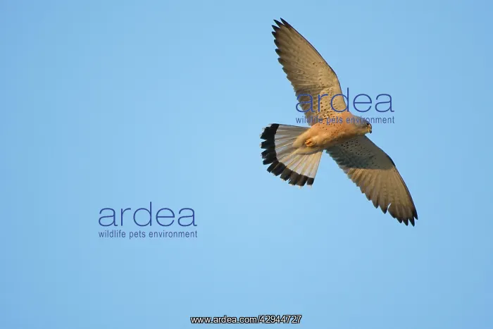 : Adult male Lesser Kestrel In flight : Adult male Lesser Kestrel In flight