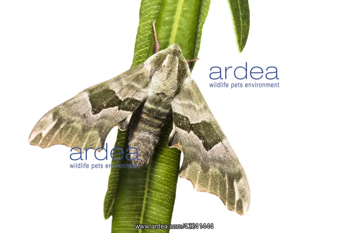 : An adult male of lime hawk-moth (Mimas tiliae) agains a : An adult male of lime hawk-moth (Mimas tiliae) agains a