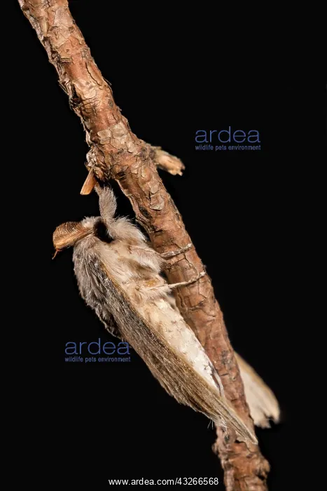 : Adult male of lobster moth (Stauropus fagi) perched : Adult male of lobster moth (Stauropus fagi) perched