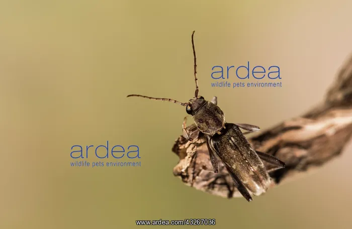 : Adult male of longhorned beetle (Xylotrechus stebbingi) : Adult male of longhorned beetle (Xylotrechus stebbingi)