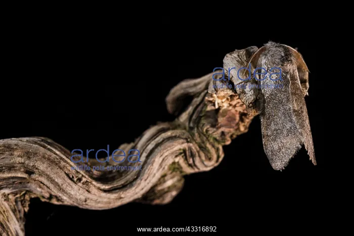 : Adult male of Pale tussock (Calliteara pudibunda : Adult male of Pale tussock (Calliteara pudibunda