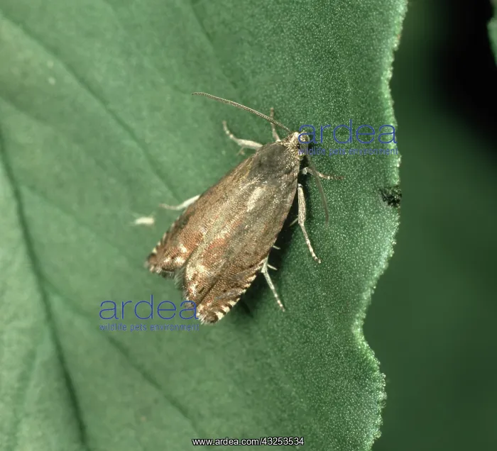 : Adult male pea moth : Adult male pea moth