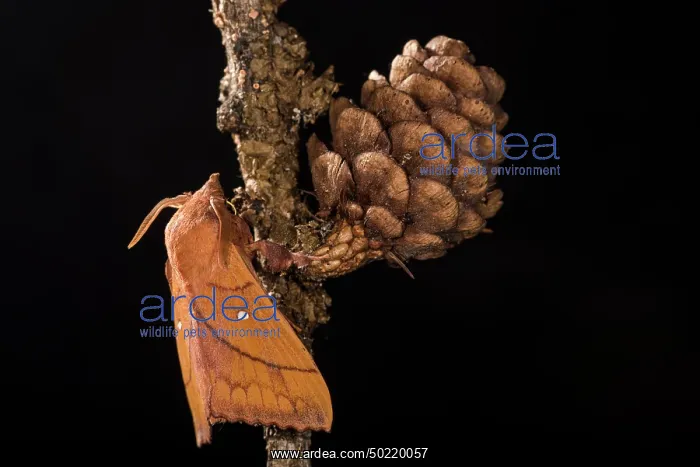: Adult male of Plum lappet (Odonestis pruni) perched on twig by night, Liguria, Italy : Adult male of Plum lappet (Odonestis pruni) perched on twig by night, Liguria, Italy