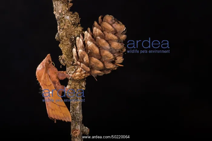 : Adult male of Plum lappet (Odonestis pruni) perched on twig by night, Liguria, Italy : Adult male of Plum lappet (Odonestis pruni) perched on twig by night, Liguria, Italy