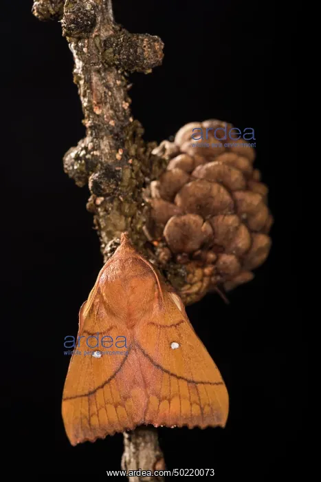 : Adult male of Plum lappet (Odonestis pruni) perched on twig by night, Liguria, Italy : Adult male of Plum lappet (Odonestis pruni) perched on twig by night, Liguria, Italy