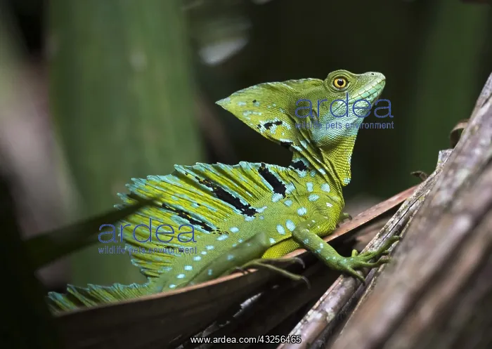 : Adult Male Plumed Basilisk or Green Basilisk (B : Adult Male Plumed Basilisk or Green Basilisk (B
